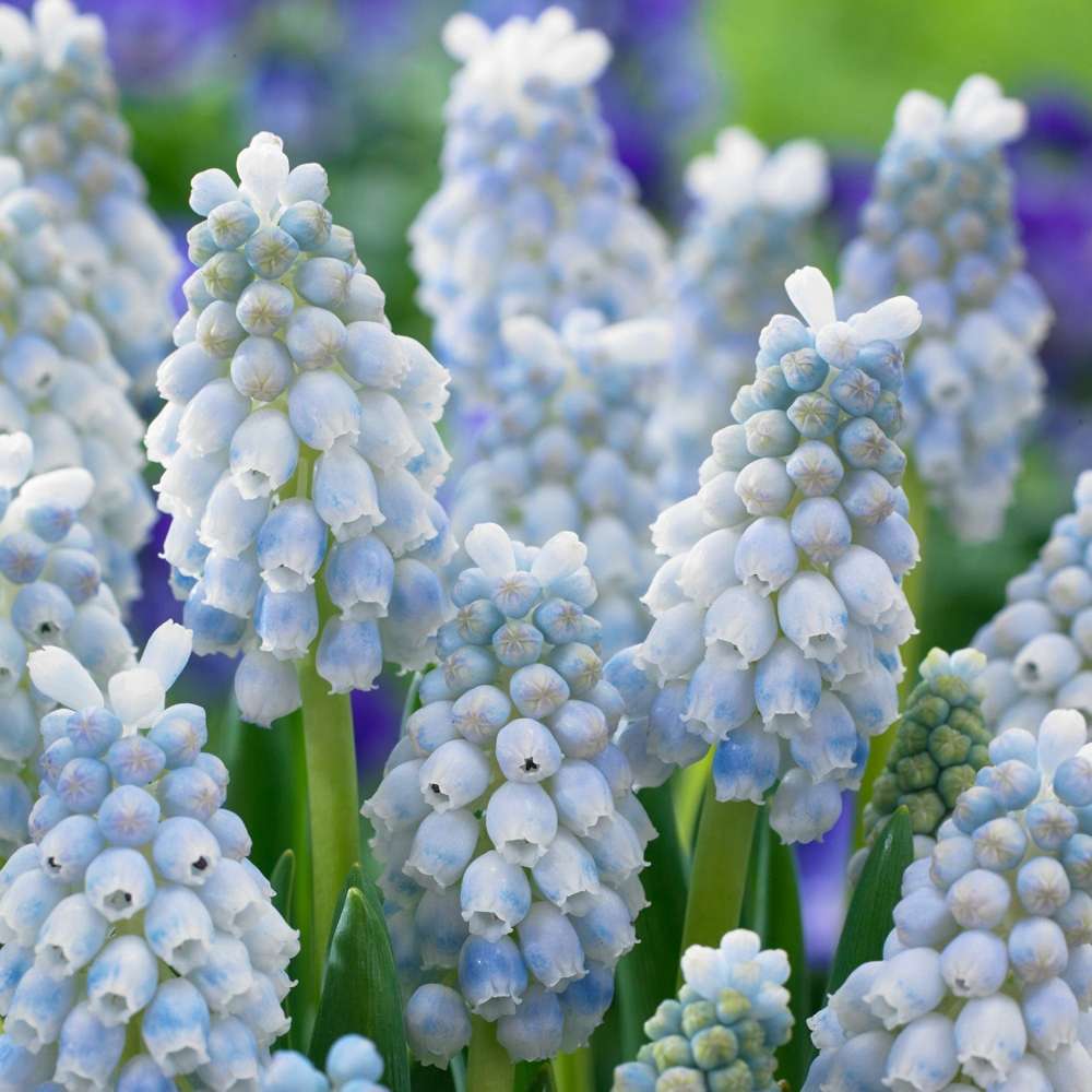 Muscari 'Peppermint'